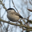 s�kora babka