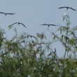 ��pi �ern� 13.5.2016 nad Zlonicemi