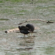 sl�pka zelenonoh� - p�rek