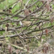 budn��ek men�� - 17.4.2015 u potoka
