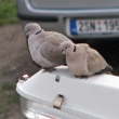 m�me tu m�j a hrdli�ek p�r :)